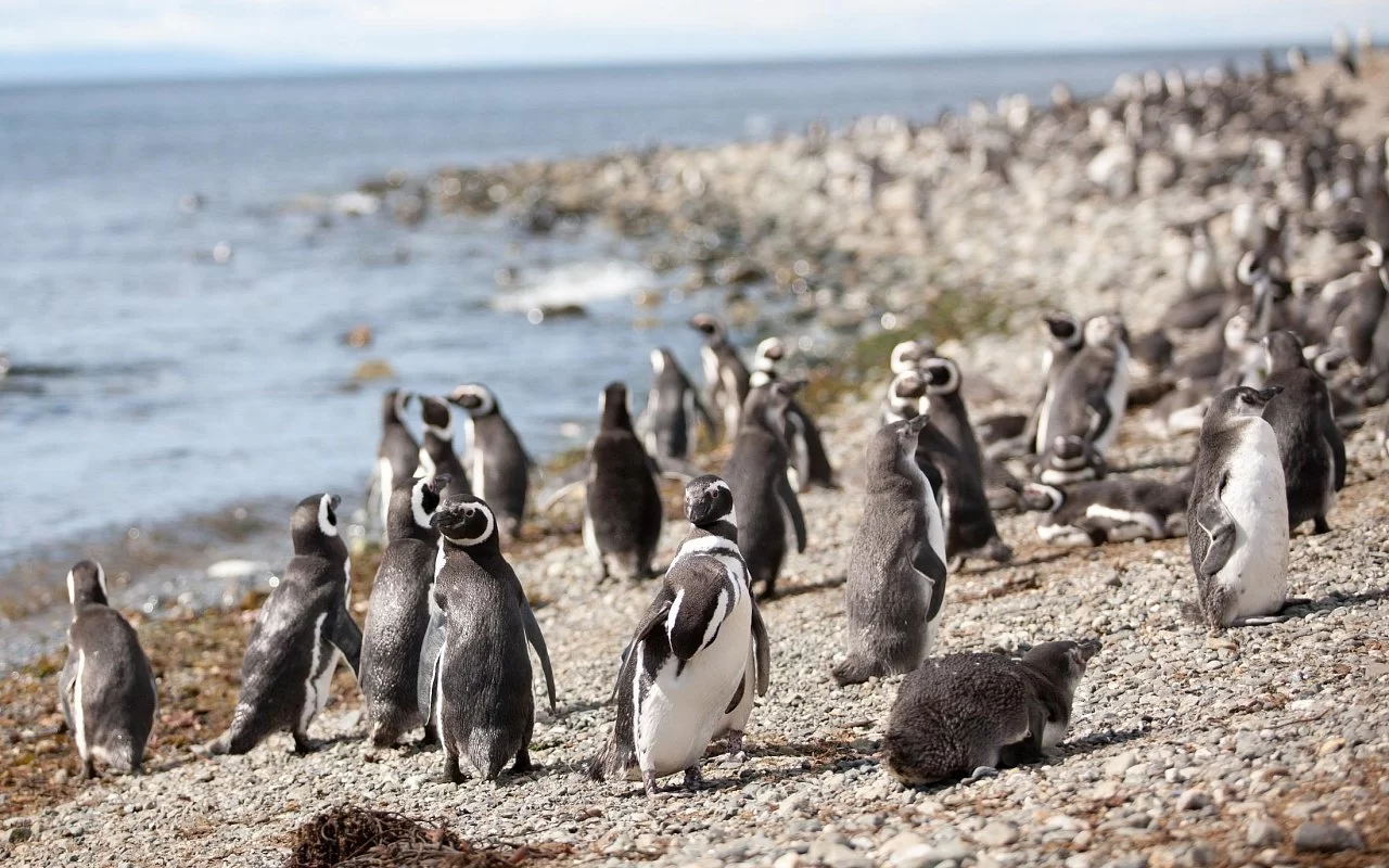 Вогняна Земля 11 Гранд тур