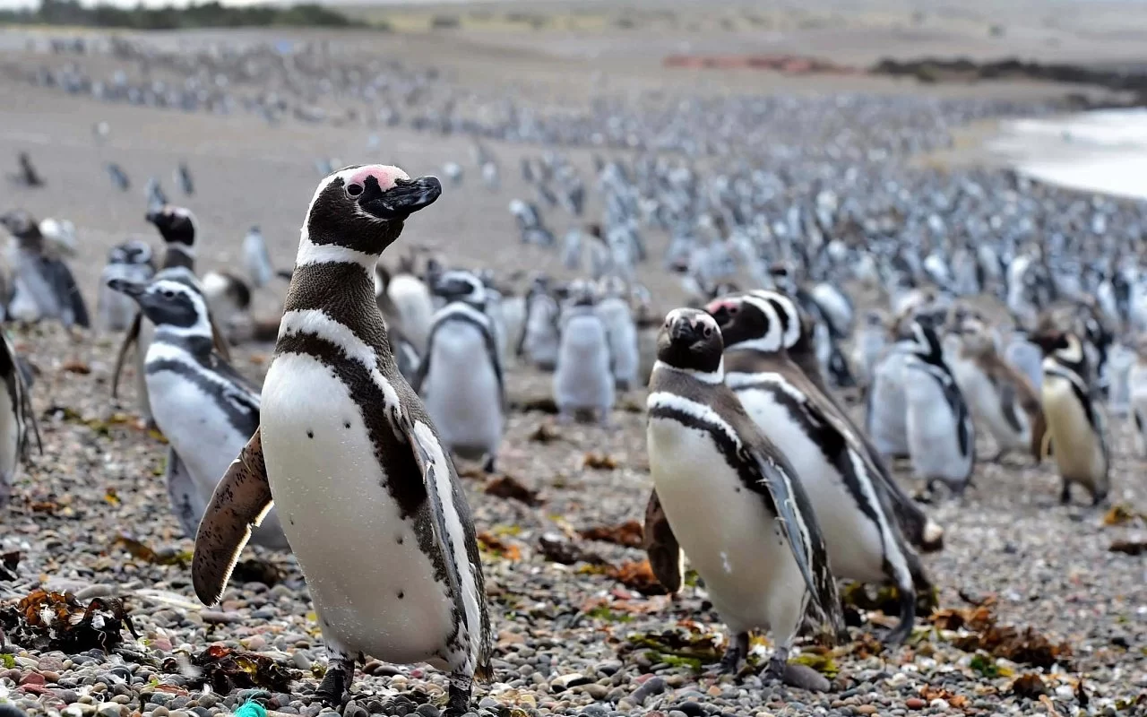 Пунта Томбо 24 Гранд тур