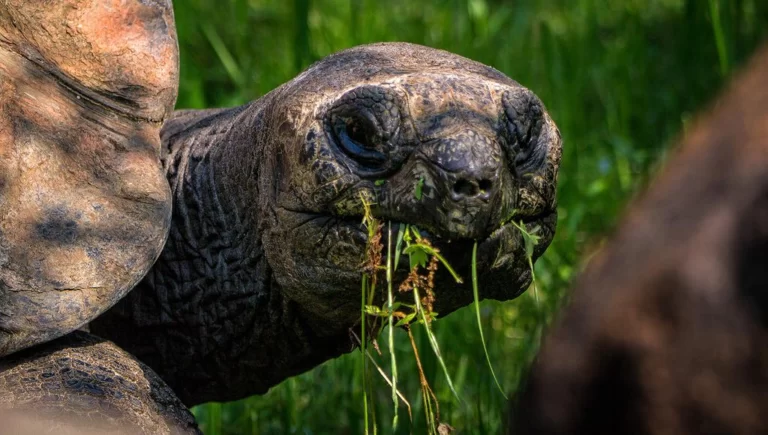 Гігантські черепахи з Альдабру 2 Гранд тур