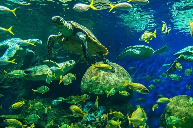 Family Time: куди сходити з дітьми в Каліфорнії 9 Гранд тур