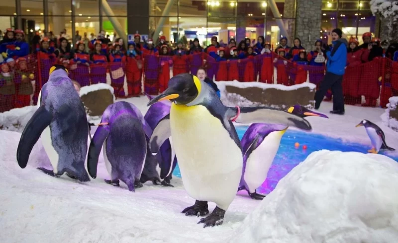 Гольф-клуб у формі дюни і арена в скелях: топ самих незвичайних спортивних об'єктів світу 27 Гранд тур