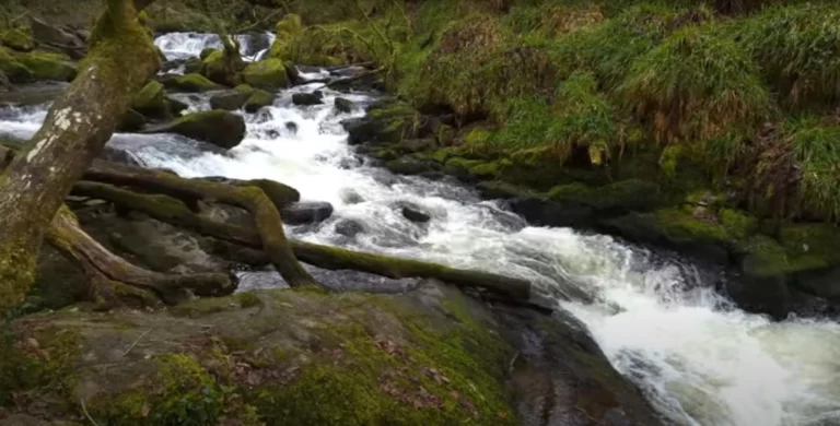 Казковий стародавній ліс у Великій Британії можна відвідати безкоштовно: в чому його родзинка 41 Гранд тур