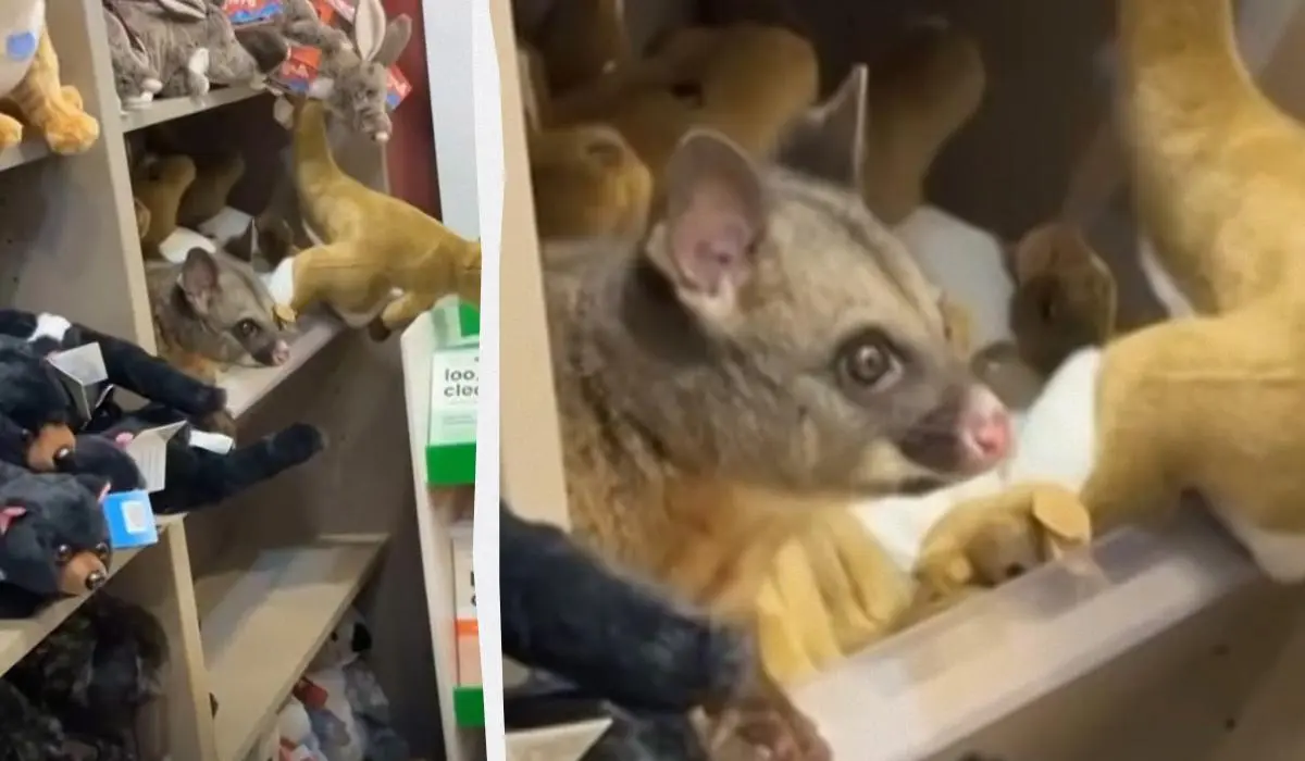 Люди були приголомшені: у крамниці аеропорту живий опосум оселився серед м’яких іграшок 1 Гранд тур Люди були приголомшені: у крамниці аеропорту живий опосум оселився серед м’яких іграшок