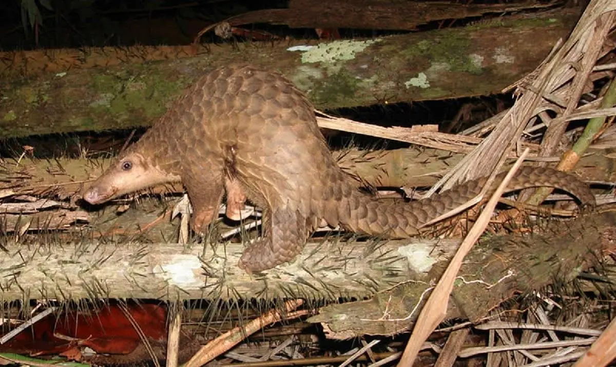 На курорті у Малайзії для туристів готували "екзотичні" страви з червонокнижних тварин 1 Гранд тур На курорті у Малайзії для туристів готували "екзотичні" страви з червонокнижних тварин