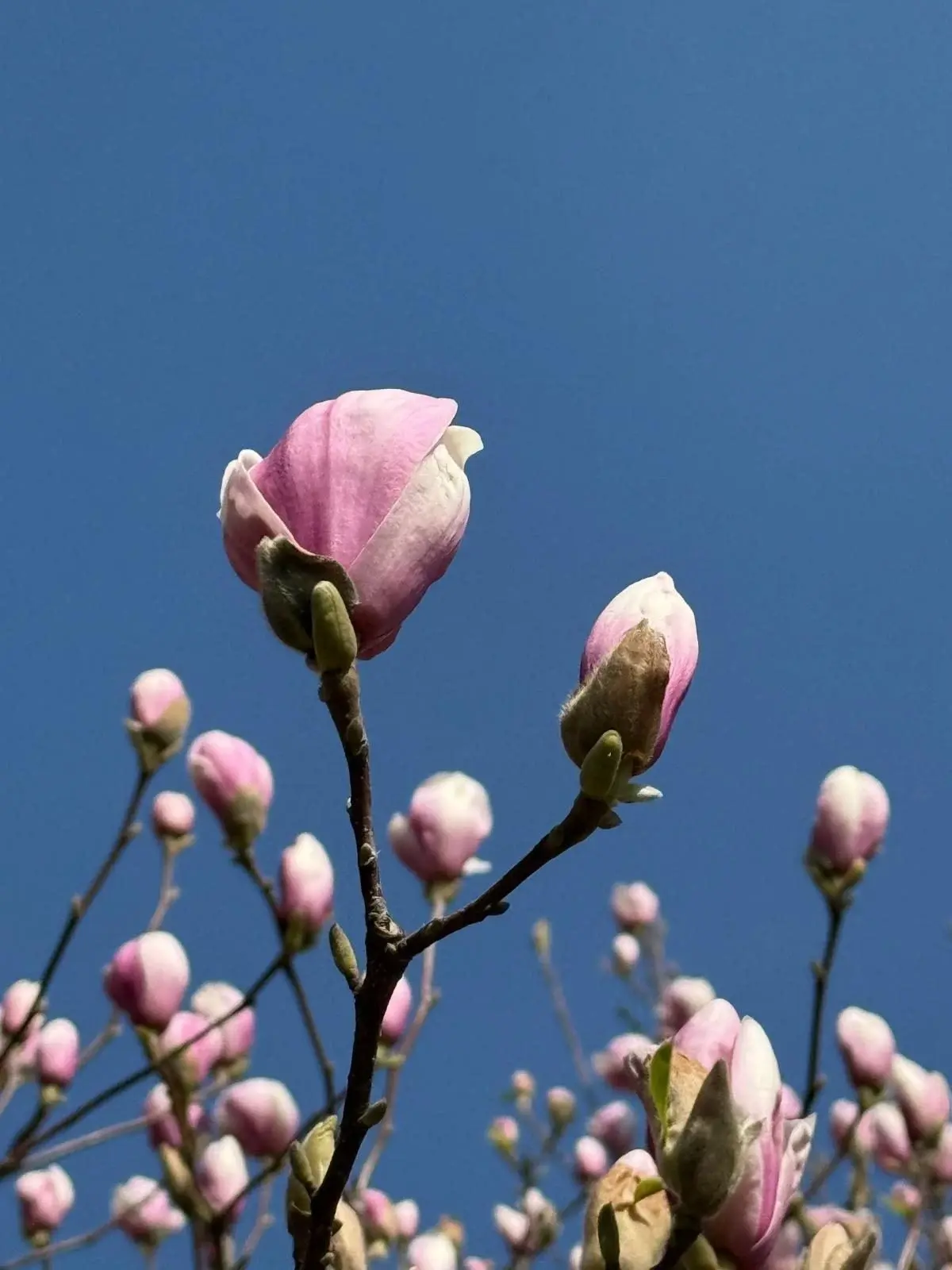 На Закарпатті зацвіли магнолії: де можна помилуватися квітами (фото) 3 Гранд тур На Закарпатті зацвіли магнолії: де можна помилуватися квітами (фото)