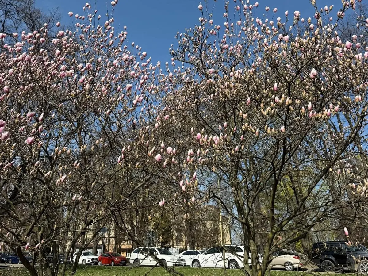На Закарпатті зацвіли магнолії: де можна помилуватися квітами (фото) 4 Гранд тур На Закарпатті зацвіли магнолії: де можна помилуватися квітами (фото)