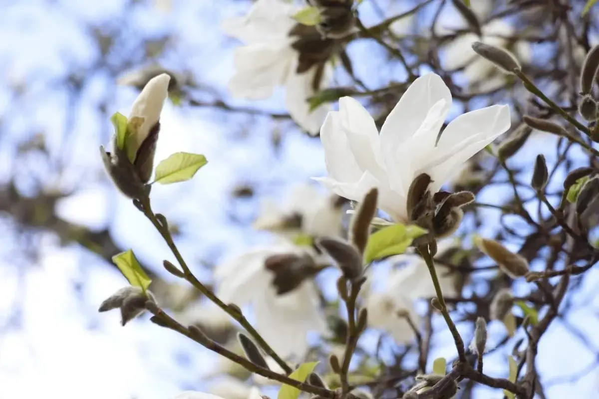На Закарпатті зацвіли магнолії: де можна помилуватися квітами (фото) 8 Гранд тур На Закарпатті зацвіли магнолії: де можна помилуватися квітами (фото)
