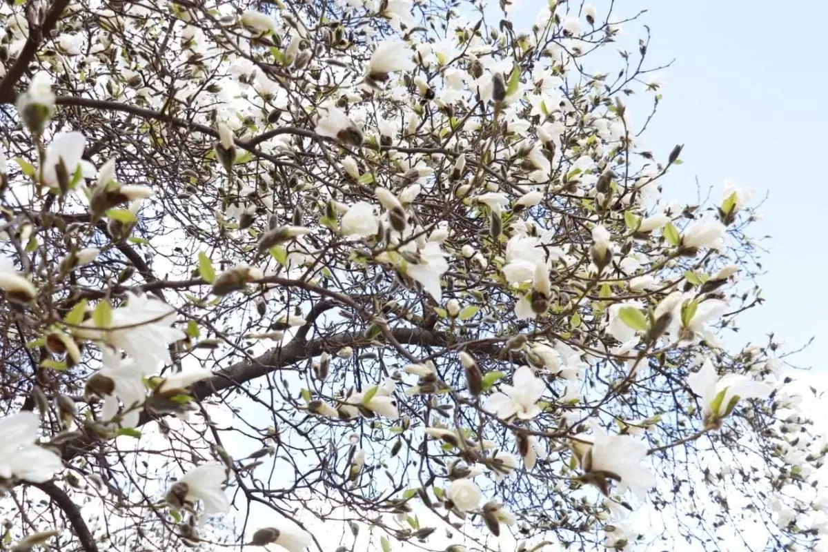 На Закарпатті зацвіли магнолії: де можна помилуватися квітами (фото) 5 Гранд тур На Закарпатті зацвіли магнолії: де можна помилуватися квітами (фото)