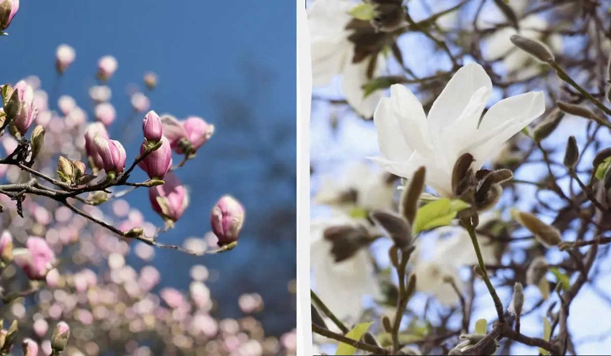 На Закарпатті зацвіли магнолії: де можна помилуватися квітами (фото) 1 Гранд тур На Закарпатті зацвіли магнолії: де можна помилуватися квітами (фото)