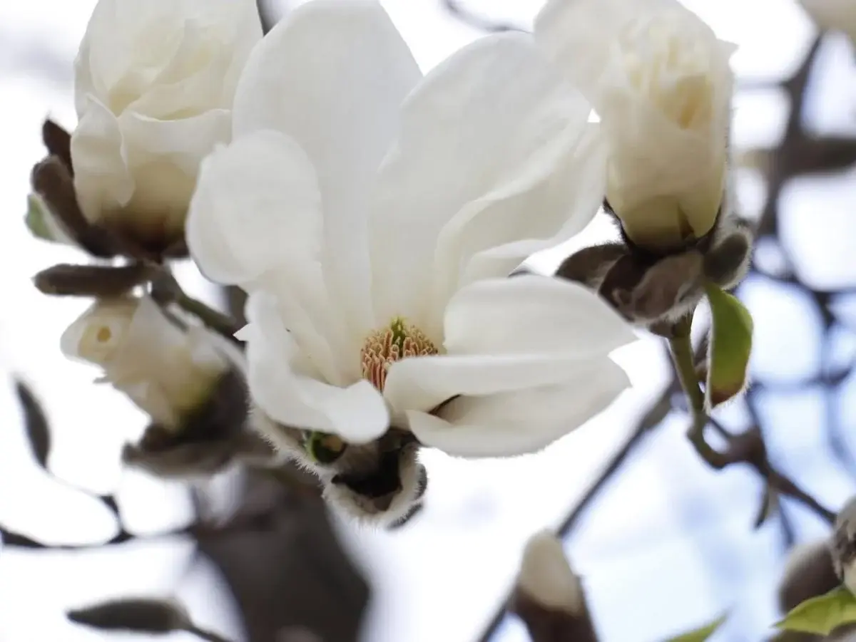На Закарпатті зацвіли магнолії: де можна помилуватися квітами (фото) 6 Гранд тур На Закарпатті зацвіли магнолії: де можна помилуватися квітами (фото)
