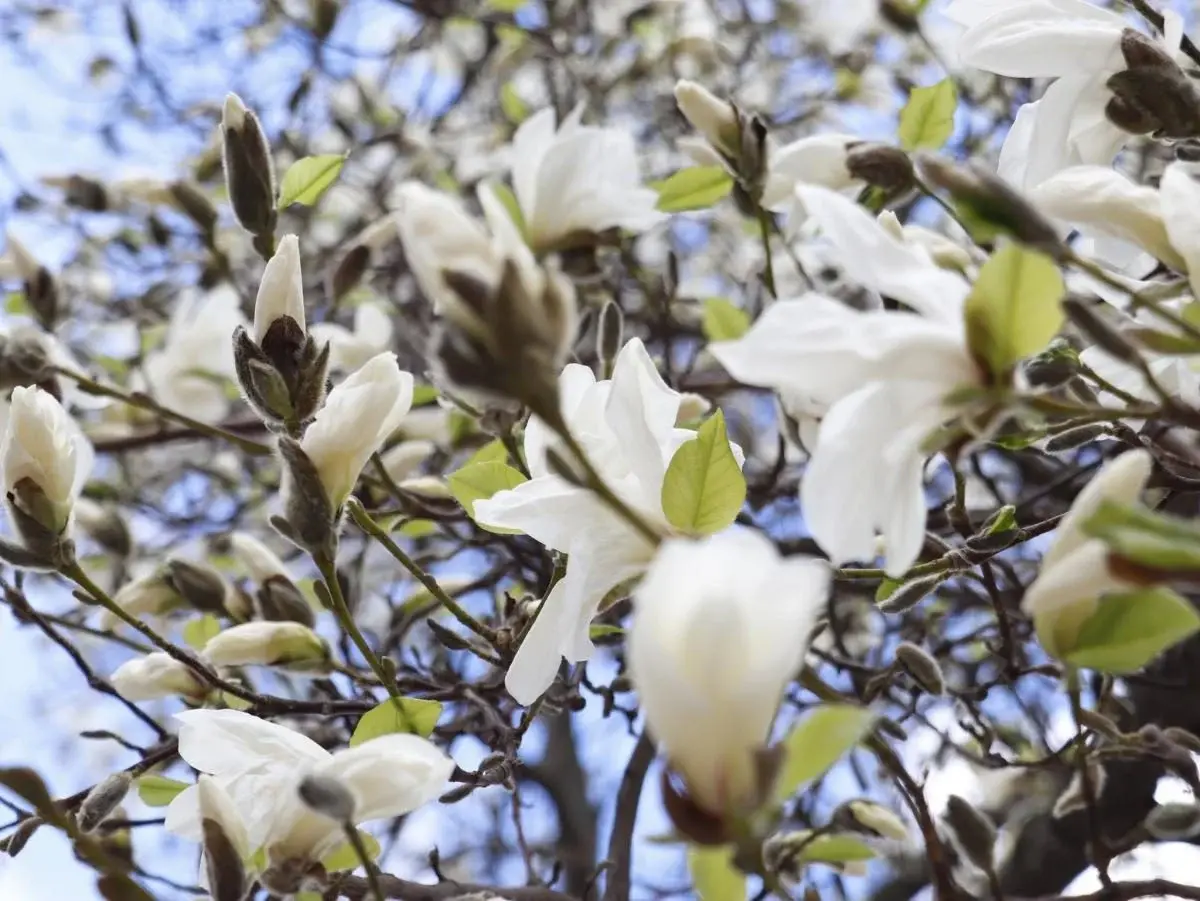 На Закарпатті зацвіли магнолії: де можна помилуватися квітами (фото) 7 Гранд тур На Закарпатті зацвіли магнолії: де можна помилуватися квітами (фото)