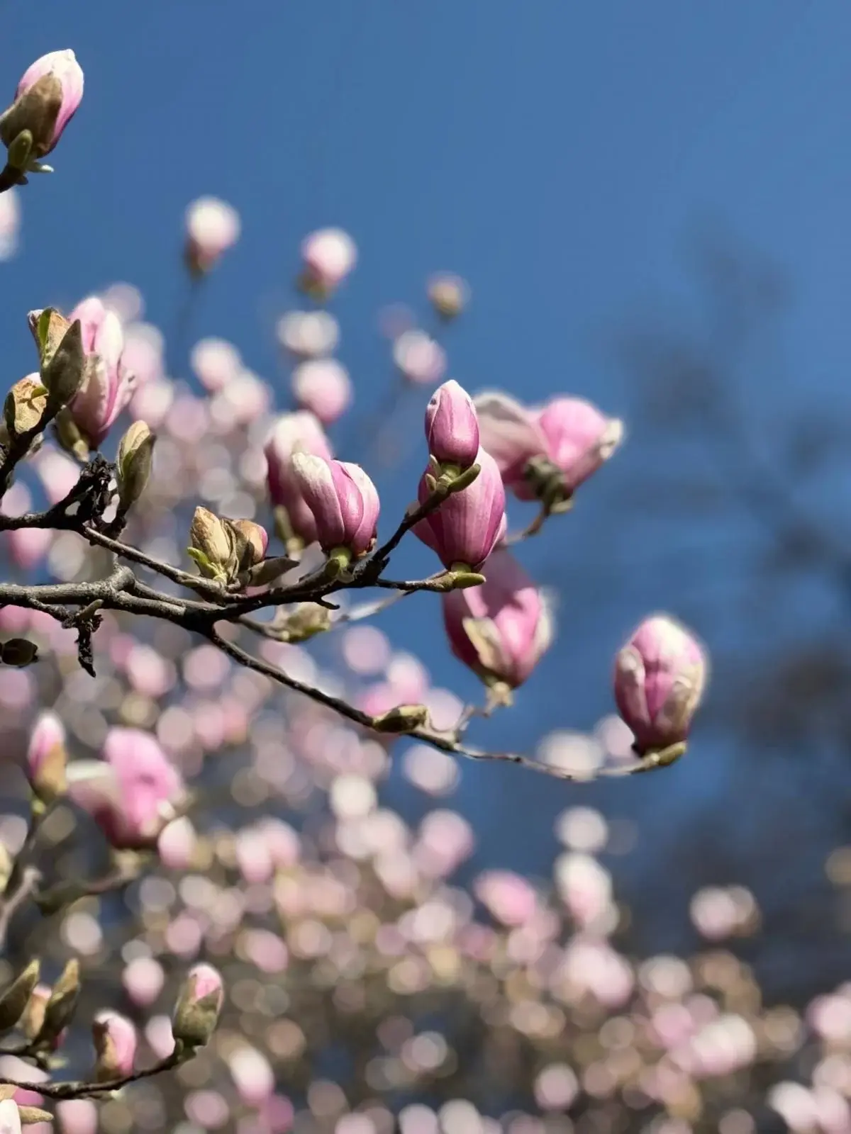 На Закарпатті зацвіли магнолії: де можна помилуватися квітами (фото) 2 Гранд тур На Закарпатті зацвіли магнолії: де можна помилуватися квітами (фото)
