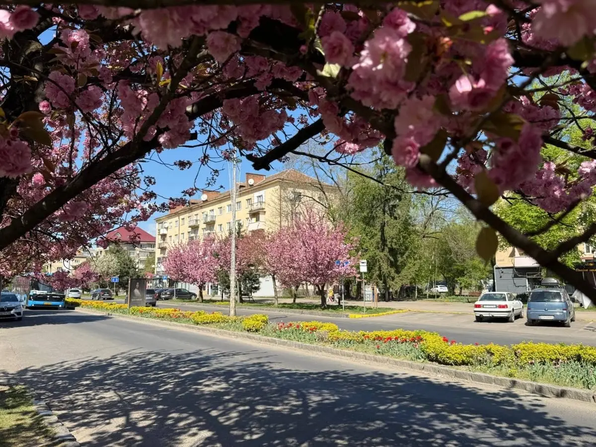 Наближається пік "рожевої весни": в Ужгороді почали масово цвісти сакури (фото) 11 Гранд тур Наближається пік "рожевої весни": в Ужгороді почали масово цвісти сакури (фото)