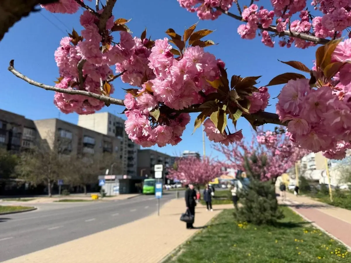 Наближається пік "рожевої весни": в Ужгороді почали масово цвісти сакури (фото) 6 Гранд тур Наближається пік "рожевої весни": в Ужгороді почали масово цвісти сакури (фото)