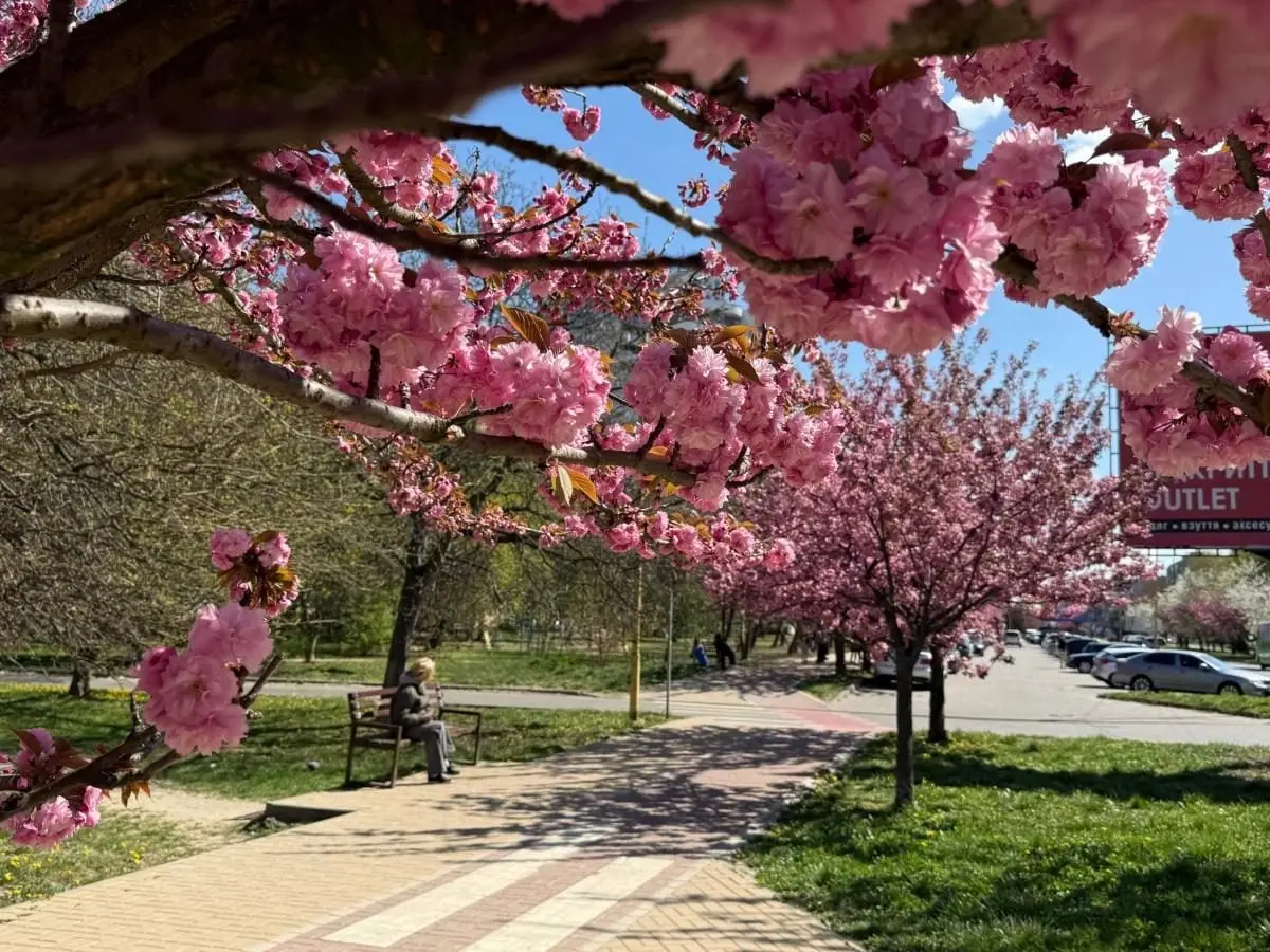 Наближається пік "рожевої весни": в Ужгороді почали масово цвісти сакури (фото) 7 Гранд тур Наближається пік "рожевої весни": в Ужгороді почали масово цвісти сакури (фото)