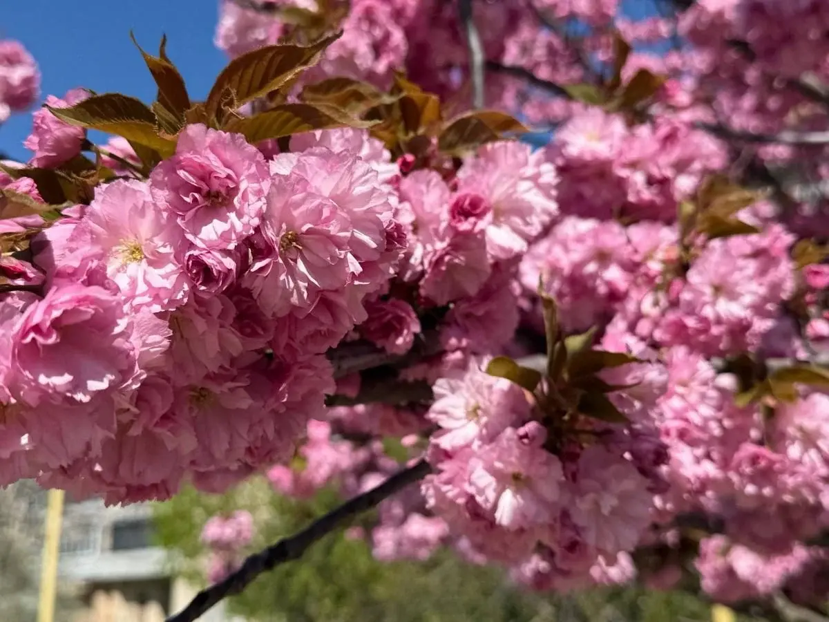 Наближається пік "рожевої весни": в Ужгороді почали масово цвісти сакури (фото) 4 Гранд тур Наближається пік "рожевої весни": в Ужгороді почали масово цвісти сакури (фото)