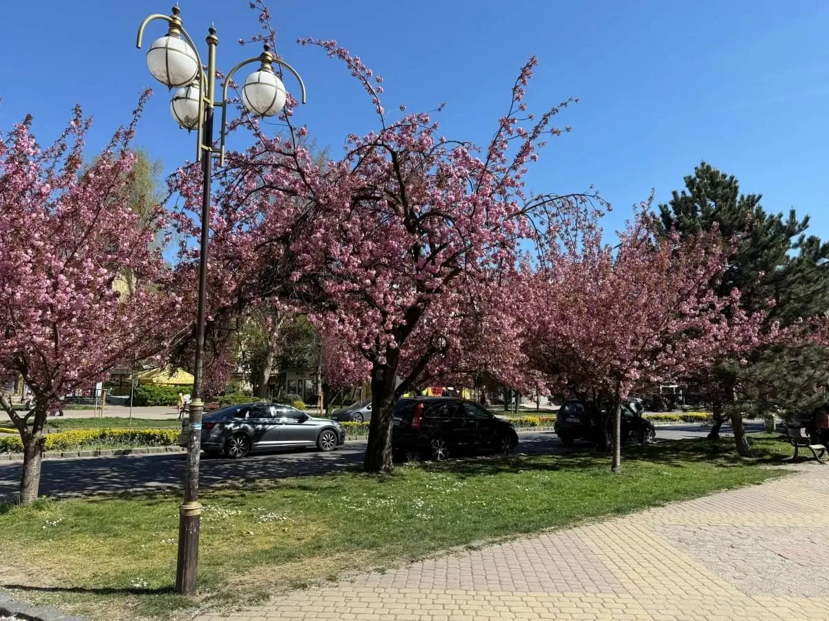 Наближається пік "рожевої весни": в Ужгороді почали масово цвісти сакури (фото) 8 Гранд тур Наближається пік "рожевої весни": в Ужгороді почали масово цвісти сакури (фото)