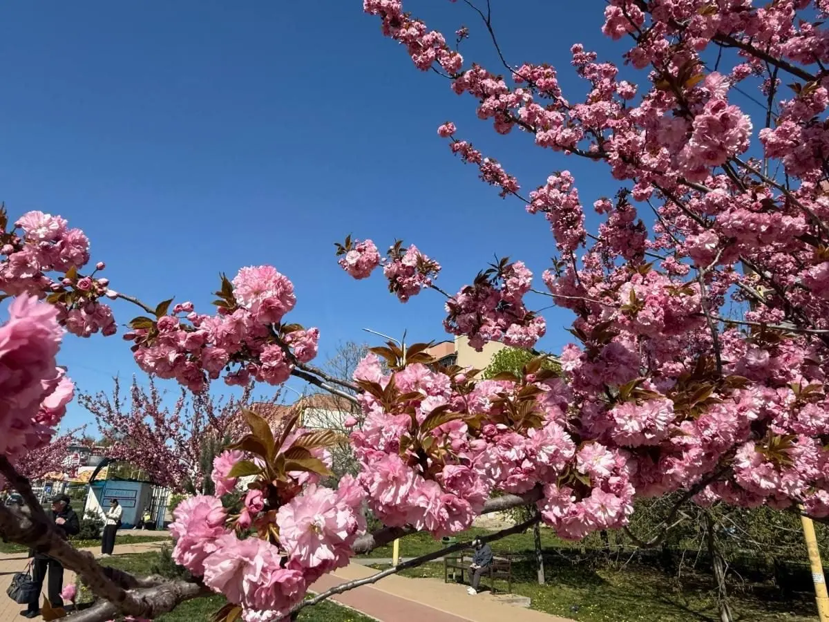 Наближається пік "рожевої весни": в Ужгороді почали масово цвісти сакури (фото) 5 Гранд тур Наближається пік "рожевої весни": в Ужгороді почали масово цвісти сакури (фото)