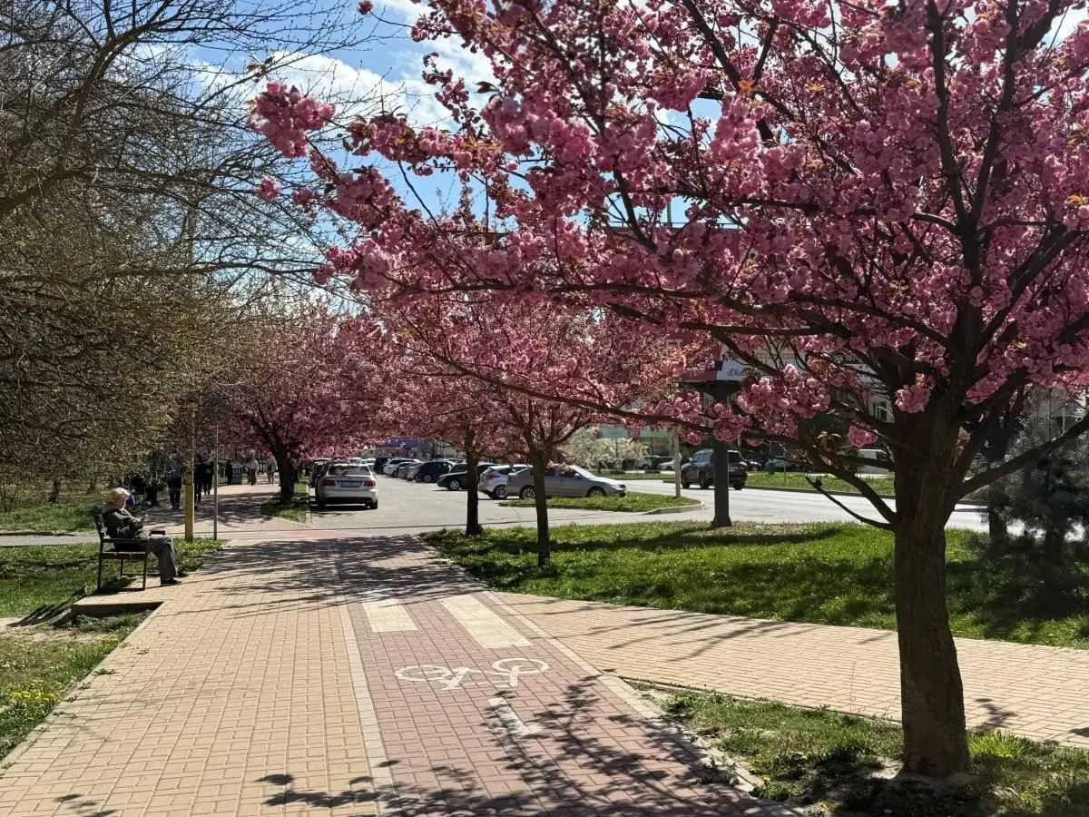 Наближається пік "рожевої весни": в Ужгороді почали масово цвісти сакури (фото) 3 Гранд тур Наближається пік "рожевої весни": в Ужгороді почали масово цвісти сакури (фото)