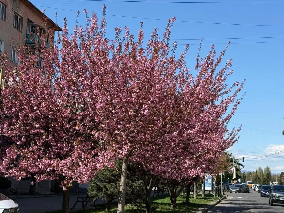 Наближається пік "рожевої весни": в Ужгороді почали масово цвісти сакури (фото) 9 Гранд тур Наближається пік "рожевої весни": в Ужгороді почали масово цвісти сакури (фото)