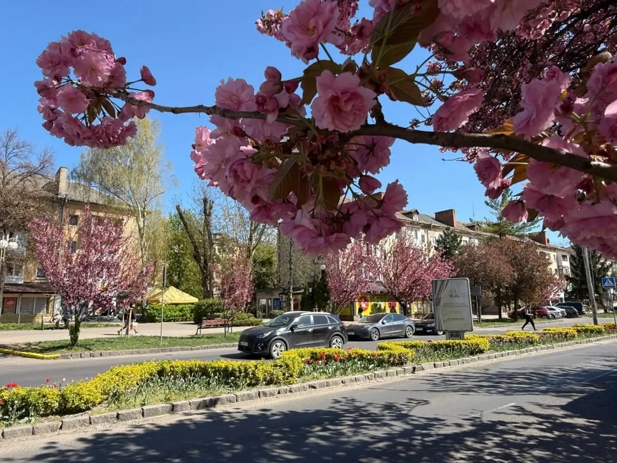 Наближається пік "рожевої весни": в Ужгороді почали масово цвісти сакури (фото) 10 Гранд тур Наближається пік "рожевої весни": в Ужгороді почали масово цвісти сакури (фото)