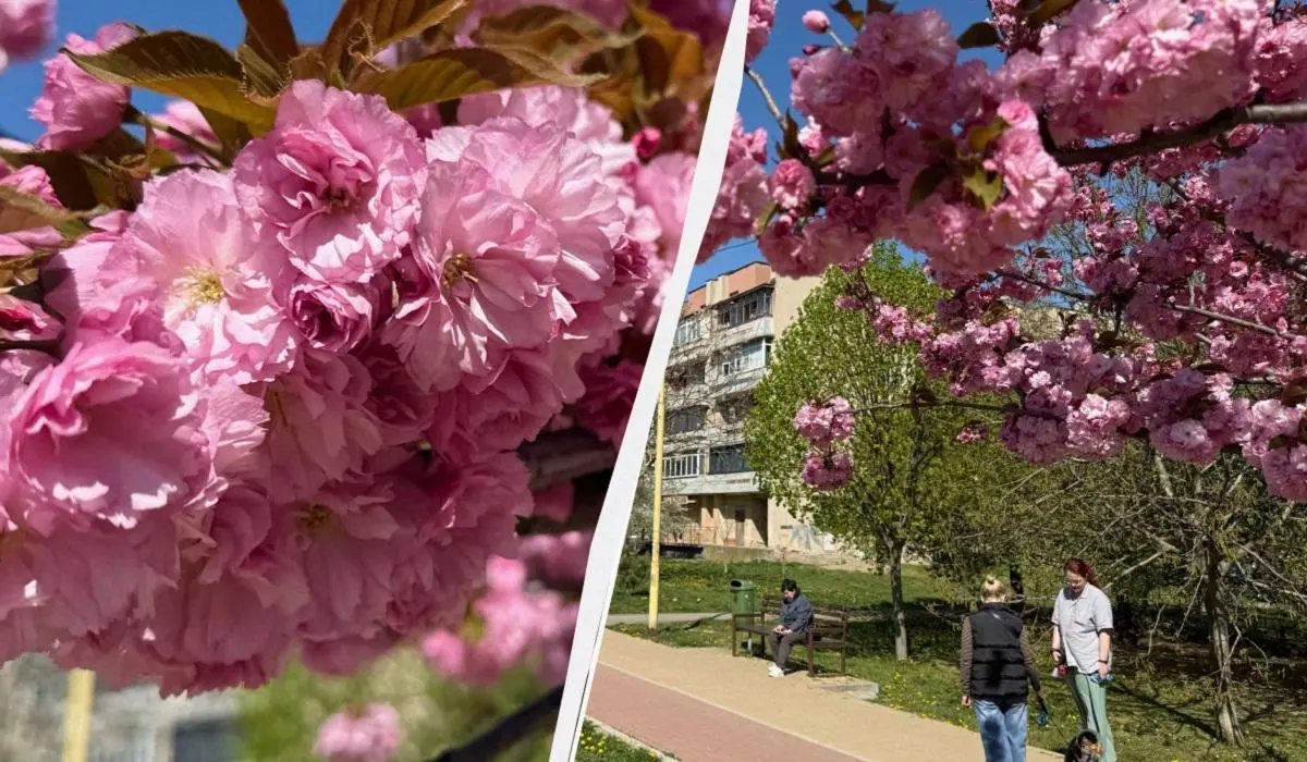 Наближається пік "рожевої весни": в Ужгороді почали масово цвісти сакури (фото) 1 Гранд тур Наближається пік "рожевої весни": в Ужгороді почали масово цвісти сакури (фото)