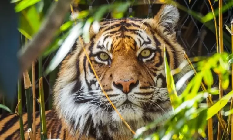 Найкращі зоопарки світу: де зустріти дивовижних тварин? 🦁🐼🌍