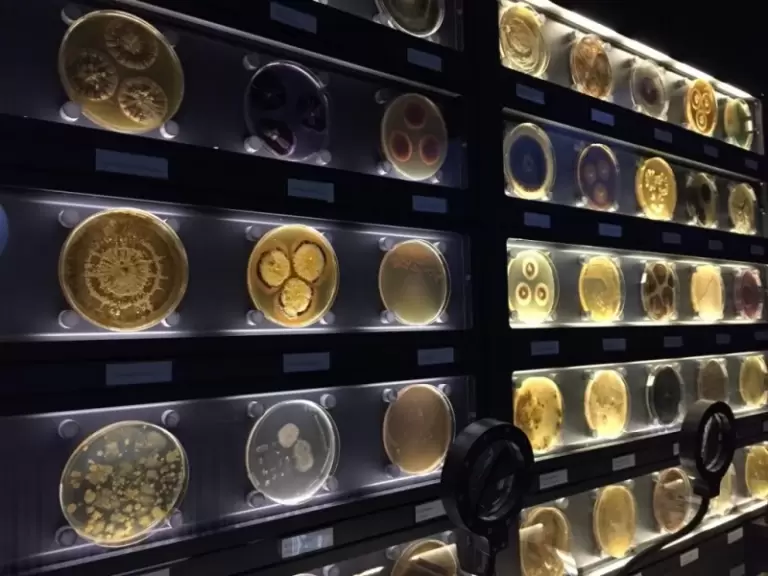 Найнезвичайніші музеї світу: свіжа десятка