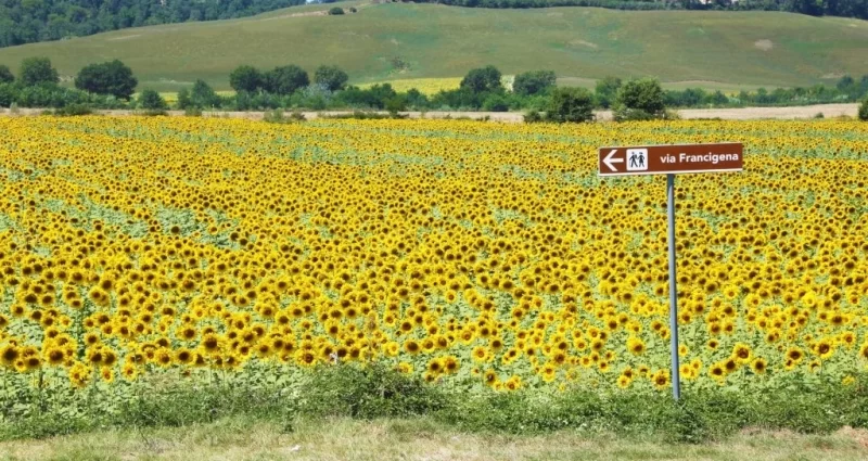 Вказівник маршруту Via Francigena на фоні тосканських пагорбів