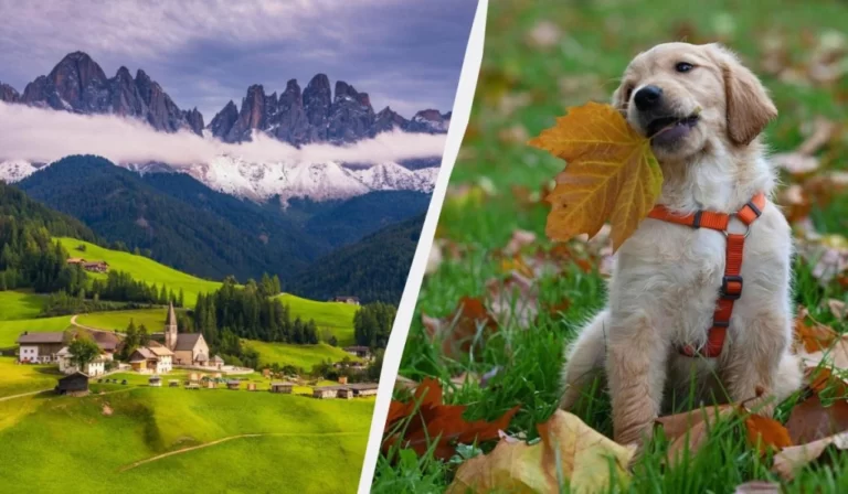 Перлина Італії хоче ввести податок для туристів із собаками 37 Гранд тур