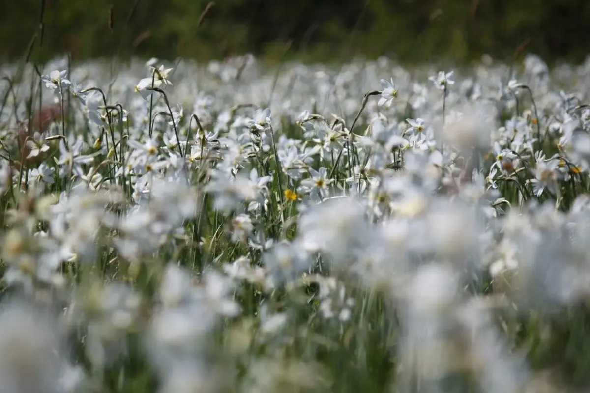 Перші квіти у Долині нарцисів: на вихідні очікується масове цвітіння 7 Гранд тур Перші квіти у Долині нарцисів: на вихідні очікується масове цвітіння