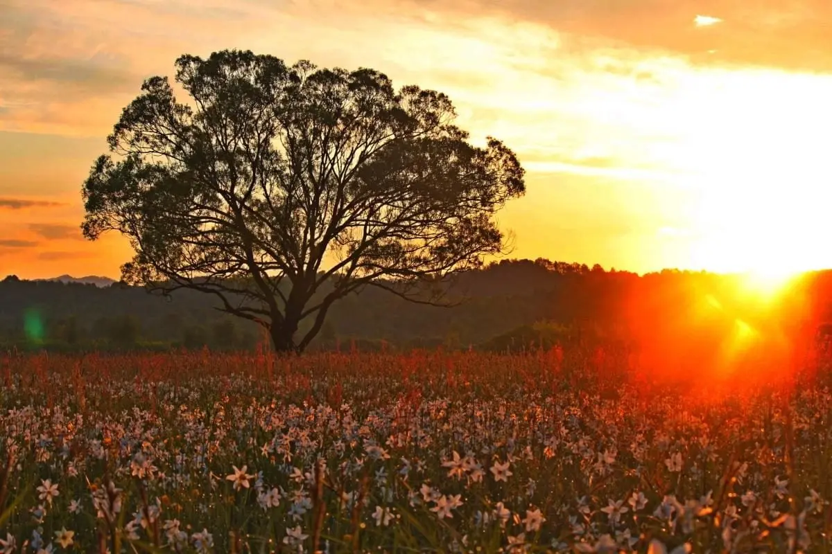 Перші квіти у Долині нарцисів: на вихідні очікується масове цвітіння 2 Гранд тур Перші квіти у Долині нарцисів: на вихідні очікується масове цвітіння