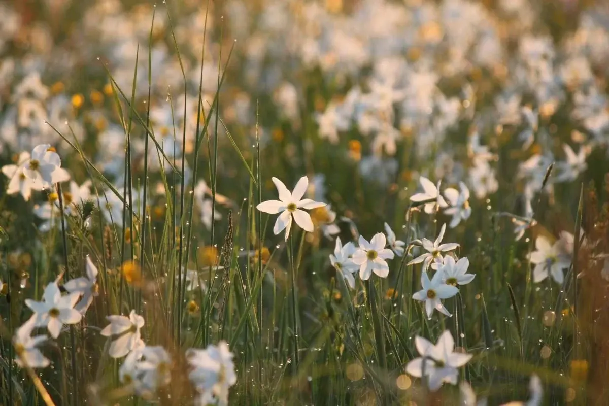Перші квіти у Долині нарцисів: на вихідні очікується масове цвітіння 4 Гранд тур Перші квіти у Долині нарцисів: на вихідні очікується масове цвітіння