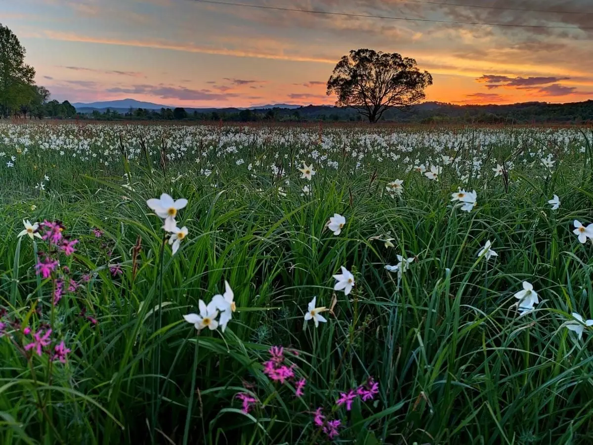 Перші квіти у Долині нарцисів: на вихідні очікується масове цвітіння 6 Гранд тур Перші квіти у Долині нарцисів: на вихідні очікується масове цвітіння
