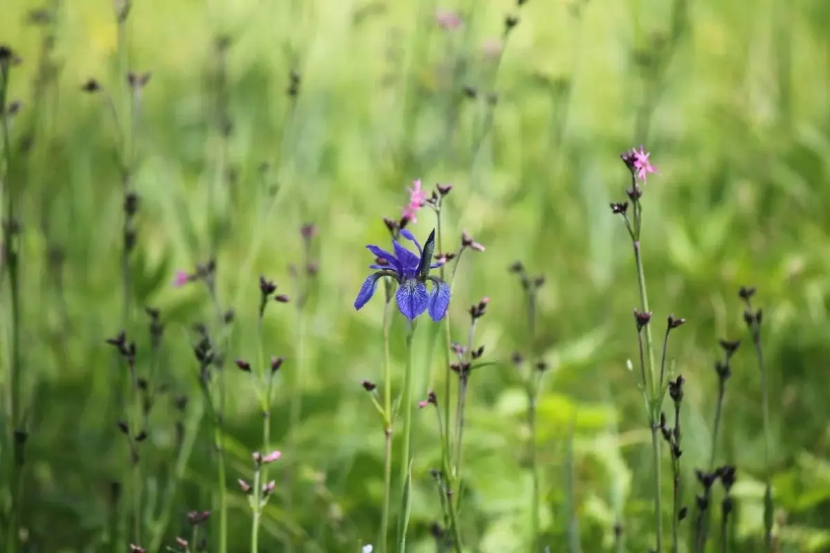 Перші квіти у Долині нарцисів: на вихідні очікується масове цвітіння 5 Гранд тур Перші квіти у Долині нарцисів: на вихідні очікується масове цвітіння