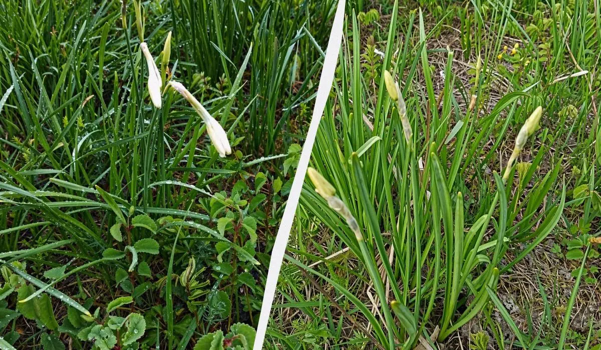 Перші квіти у Долині нарцисів: на вихідні очікується масове цвітіння 1 Гранд тур Перші квіти у Долині нарцисів: на вихідні очікується масове цвітіння