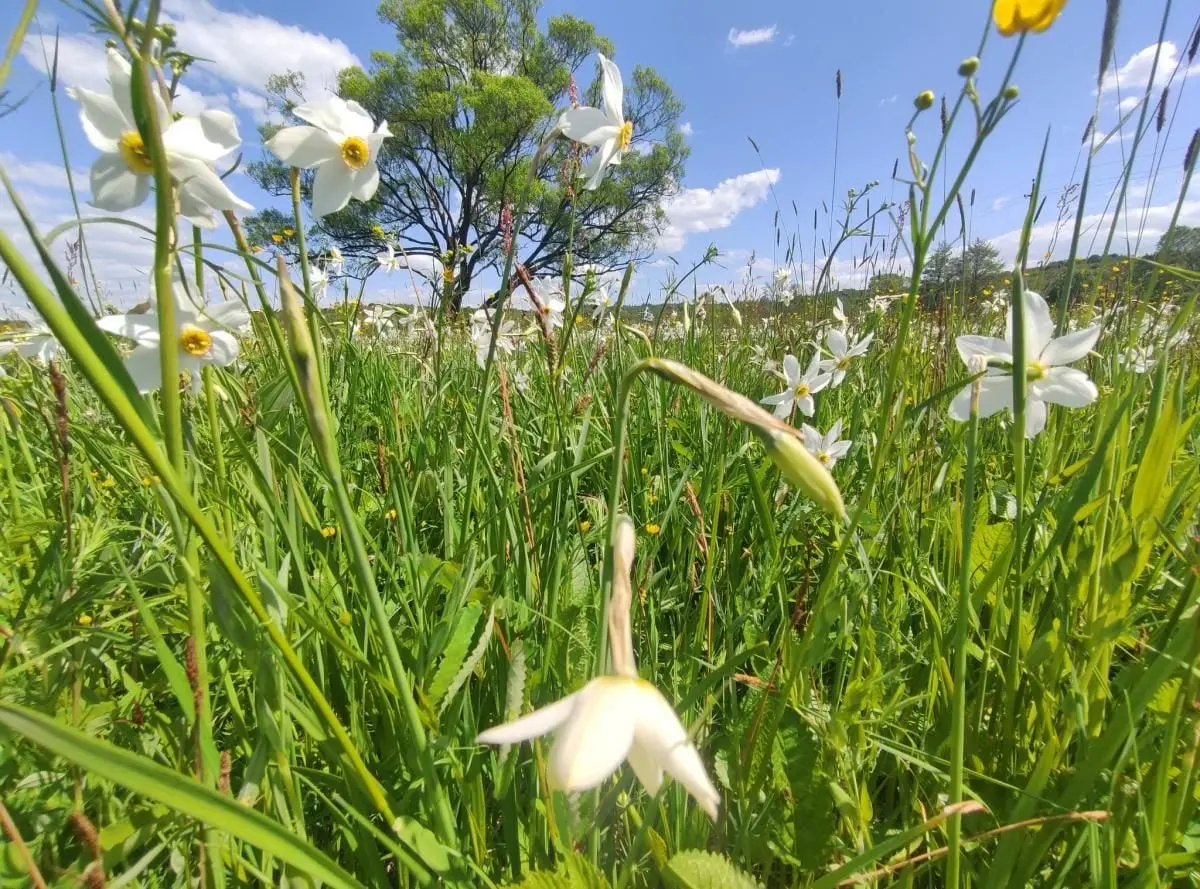 Перші квіти у Долині нарцисів: на вихідні очікується масове цвітіння 8 Гранд тур Перші квіти у Долині нарцисів: на вихідні очікується масове цвітіння