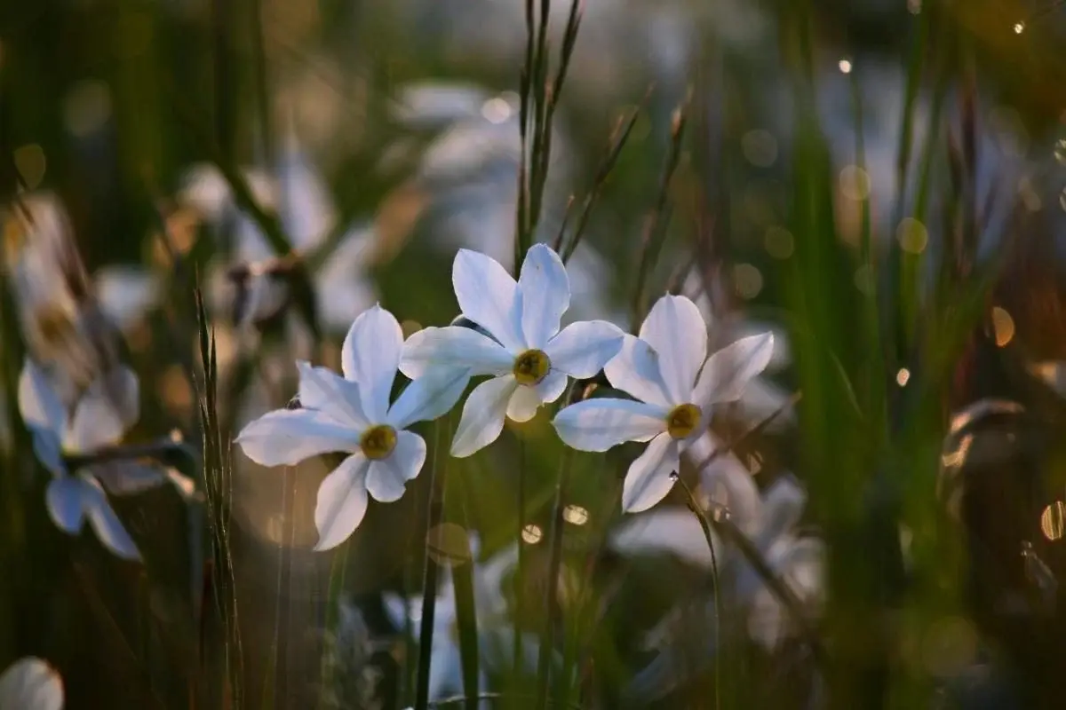 Перші квіти у Долині нарцисів: на вихідні очікується масове цвітіння 9 Гранд тур Перші квіти у Долині нарцисів: на вихідні очікується масове цвітіння