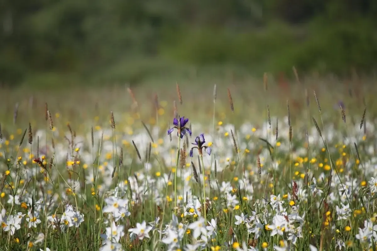 Перші квіти у Долині нарцисів: на вихідні очікується масове цвітіння 3 Гранд тур Перші квіти у Долині нарцисів: на вихідні очікується масове цвітіння