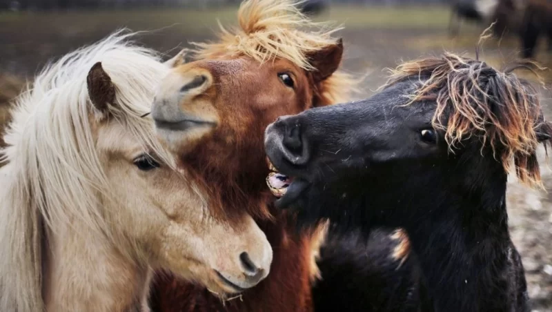 Підкоряючи Лесі: що варто подивитися на загадковому острові? 4 Гранд тур Підкоряючи Лесі: що варто подивитися на загадковому острові? 3 Гранд тур