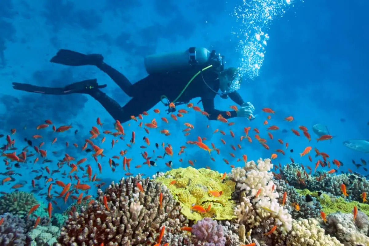 Підводні таємниці: 6 місць, куди дайвери з усього світу мріють потрапити у 2026 році 1 Гранд тур Підводні таємниці: 6 місць, куди дайвери з усього світу мріють потрапити у 2026 році