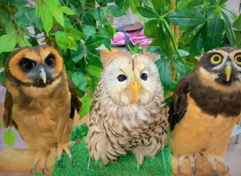 Тематичні кафе світу, в яких варто побувати 20 Гранд тур Тематичні кафе світу, в яких варто побувати 19 Гранд тур