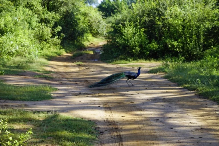 Туристам назвали 7 найкращих місць у світі для спостереження за птахами 50 Гранд тур