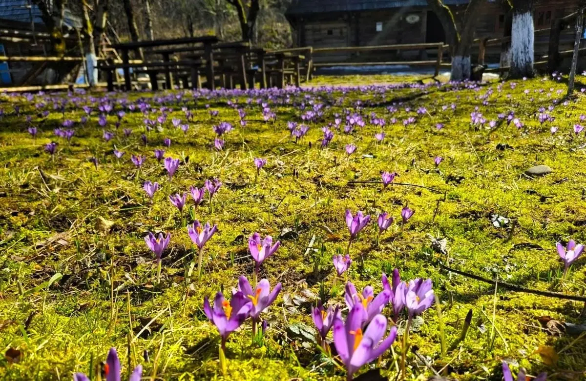У Колочаві зацвіли крокуси: коли очікувати на пік квітування (фото) 3 Гранд тур У Колочаві зацвіли крокуси: коли очікувати на пік квітування (фото)
