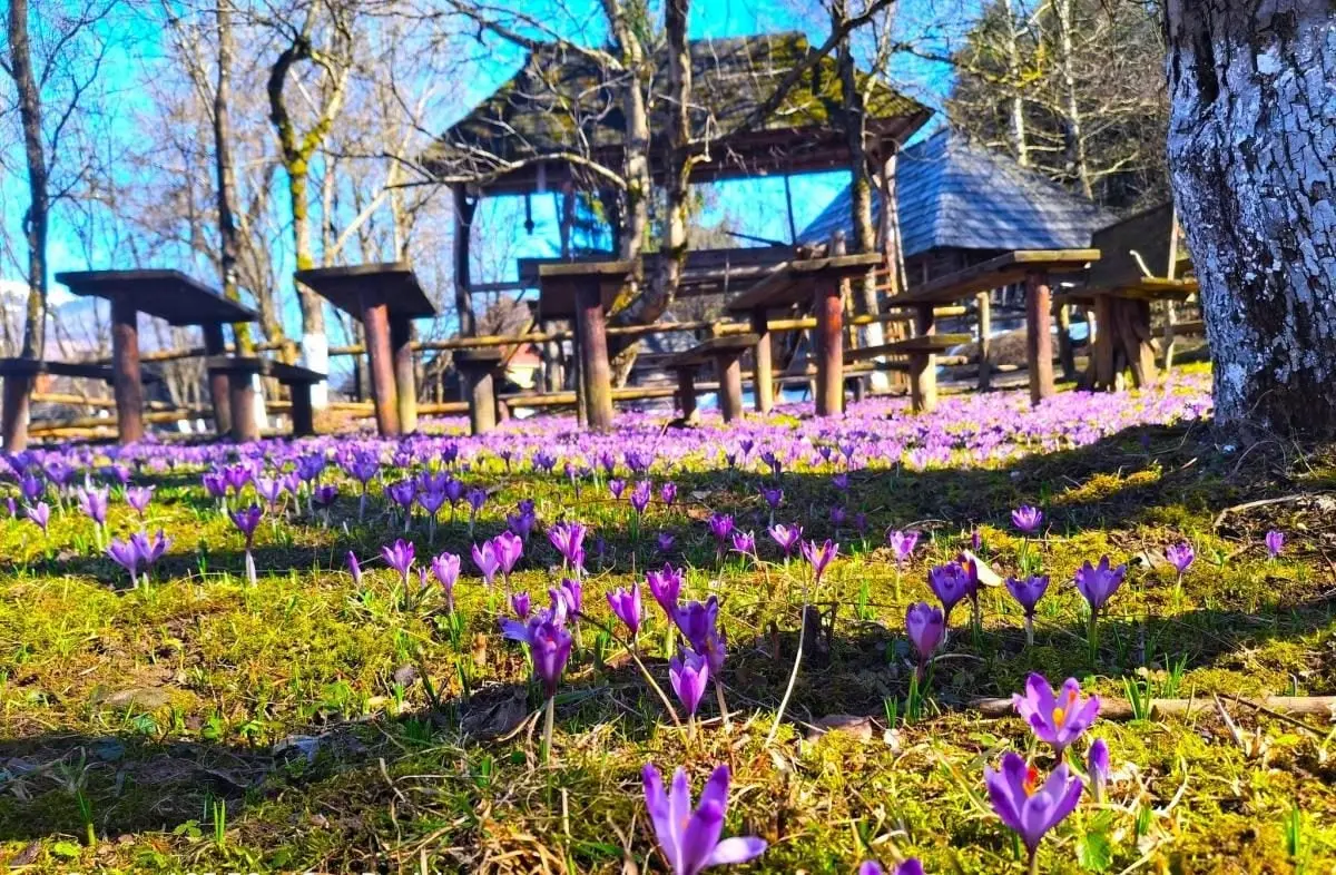 У Колочаві зацвіли крокуси: коли очікувати на пік квітування (фото) 4 Гранд тур У Колочаві зацвіли крокуси: коли очікувати на пік квітування (фото)