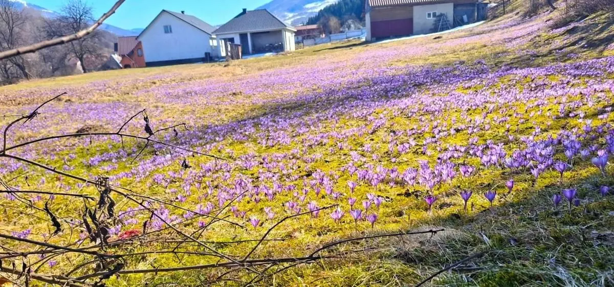 У Колочаві зацвіли крокуси: коли очікувати на пік квітування (фото) 2 Гранд тур У Колочаві зацвіли крокуси: коли очікувати на пік квітування (фото)