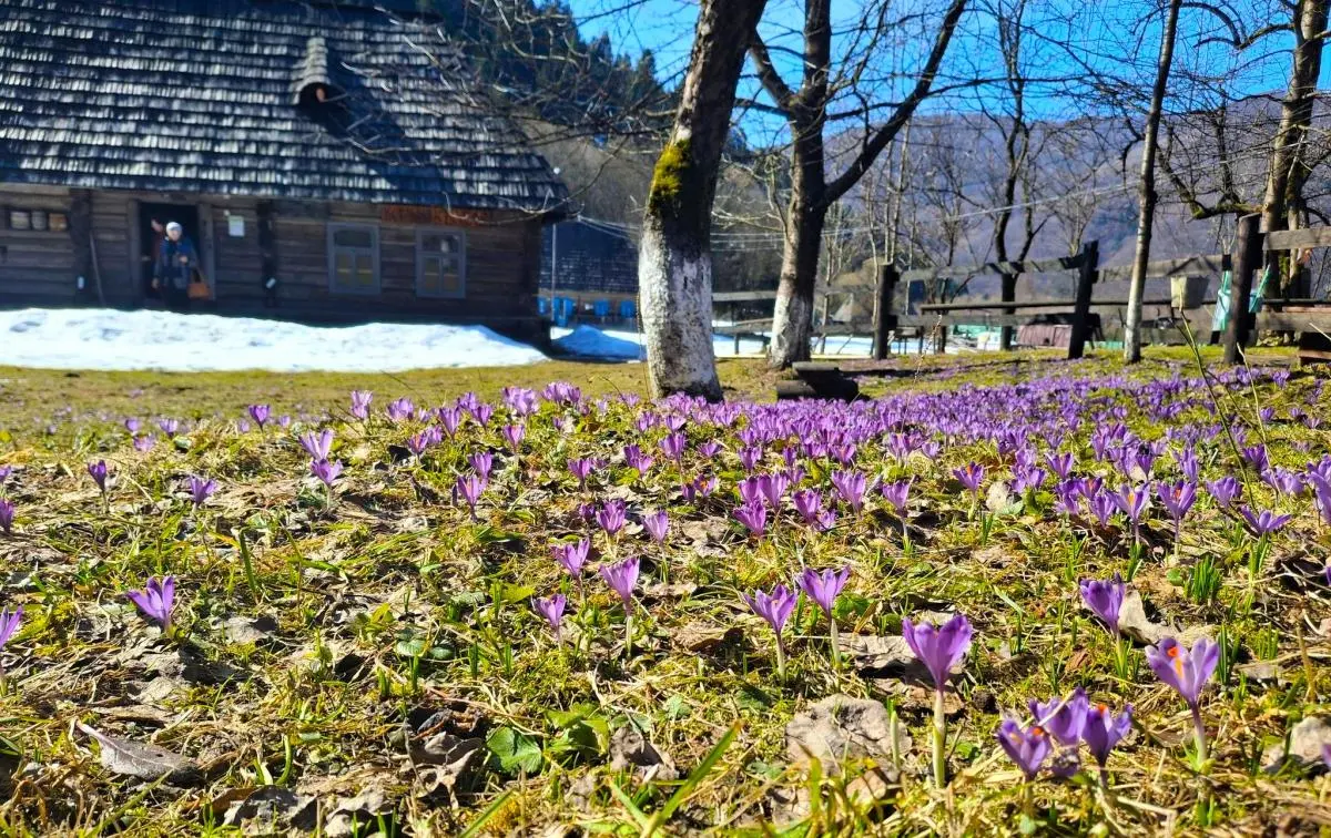 У Колочаві зацвіли крокуси: коли очікувати на пік квітування (фото) 1 Гранд тур У Колочаві зацвіли крокуси: коли очікувати на пік квітування (фото)