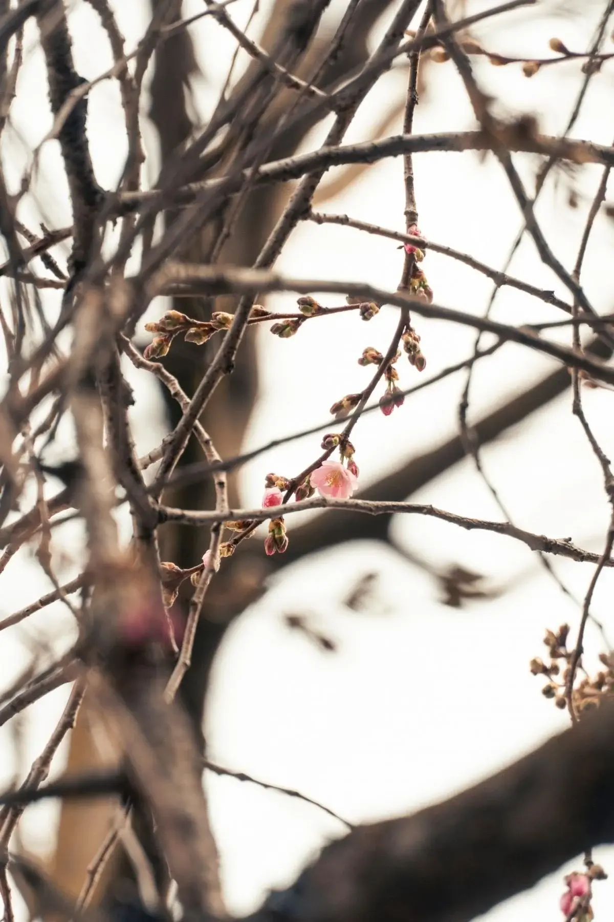 У Мукачеві почала квітнути "шалена" сакура: у чому її особливість (фото) 5 Гранд тур У Мукачеві почала квітнути "шалена" сакура: у чому її особливість (фото)