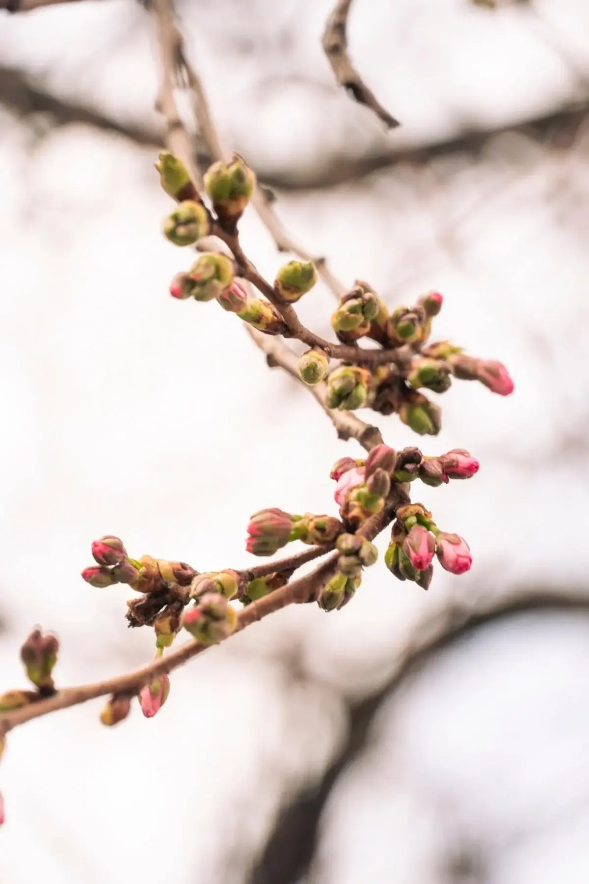 У Мукачеві почала квітнути "шалена" сакура: у чому її особливість (фото) 3 Гранд тур У Мукачеві почала квітнути "шалена" сакура: у чому її особливість (фото)