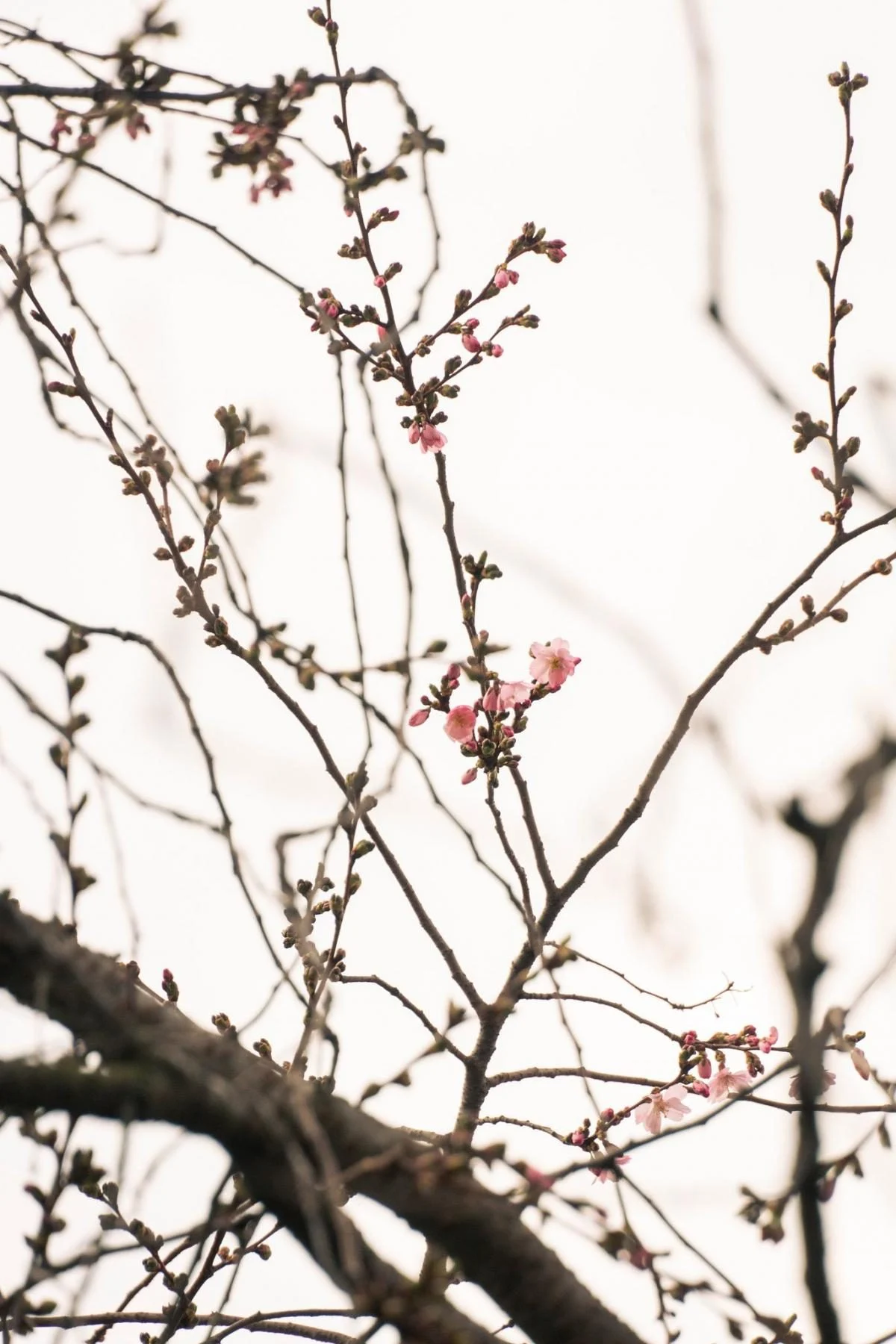 У Мукачеві почала квітнути "шалена" сакура: у чому її особливість (фото) 7 Гранд тур У Мукачеві почала квітнути "шалена" сакура: у чому її особливість (фото)